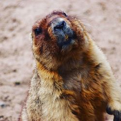 Close-up of pig on field