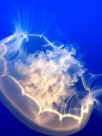 Digital composite image of jellyfish