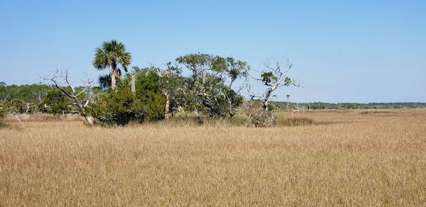 Plants on field against clear sky