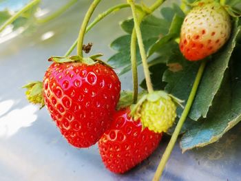 Close-up of strawberries