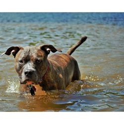 Dog in water