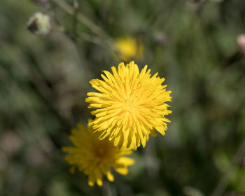 Close-up of yellow flowering plant
