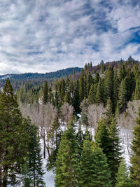 Scenic view of pine trees against sky