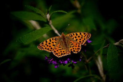 Close-up of butterfly pollinating on purple flower