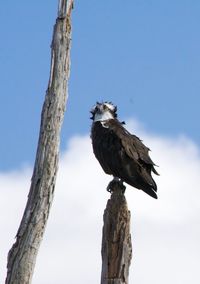 Low angle view of osprey perching on wooden post against sky