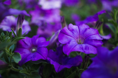 Close-up of purple flowering plants