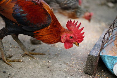 Close-up of rooster