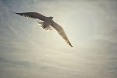 Close-up of eagle flying against sky