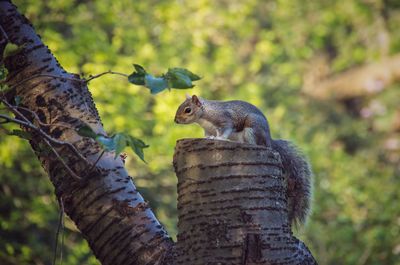 Close up of squirrel in forest