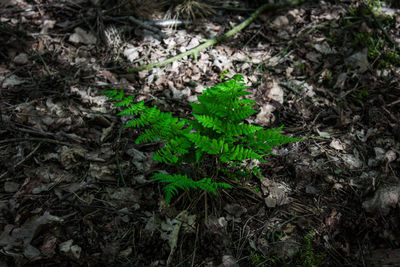 High angle view of plants growing on field