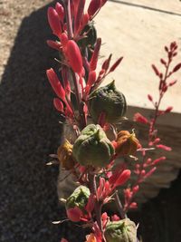 Close-up of flowers blooming outdoors