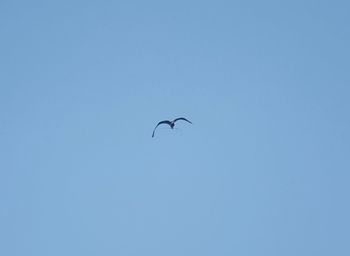 Low angle view of bird flying against clear blue sky