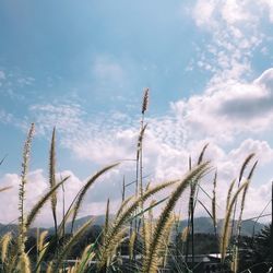 Low angle view of plants against sky