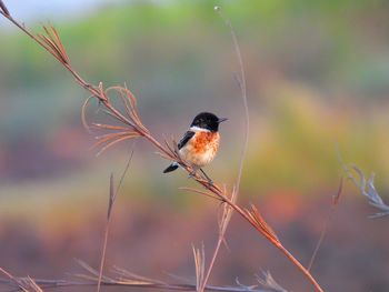 Close-up of bird perching on plant