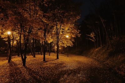 Trees in forest at night