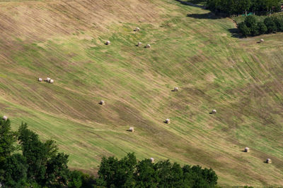 High angle view of a field