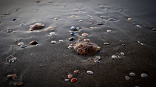 High angle view of sea shells in sand on shore at beach