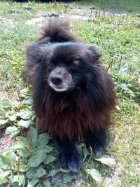 High angle portrait of dog on grass