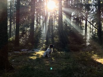 Man with dog in forest during sunset