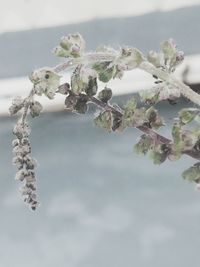 Close-up of flowers against blurred background