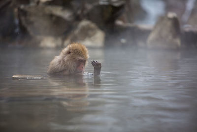 Monkey swimming in lake