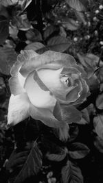 Close-up of rose plant