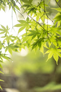 Close-up of leaves on tree