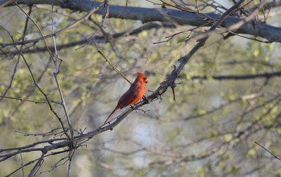 Bird perching on branch