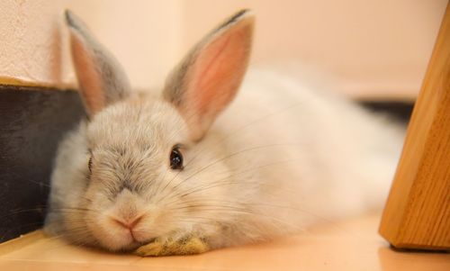 Close-up portrait of a baby rabbit