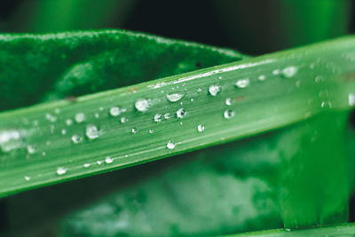 Close-up of raindrops on leaf