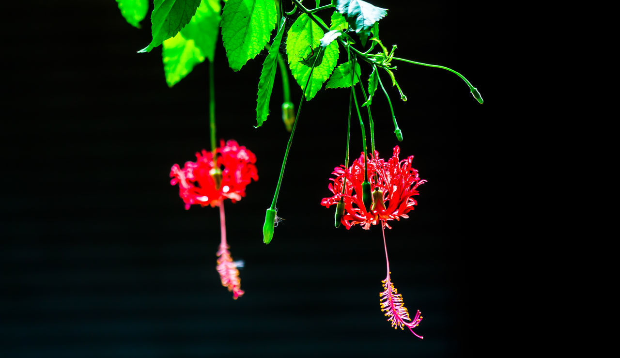 CLOSE-UP OF RED FLOWER AGAINST BLACK BACKGROUND