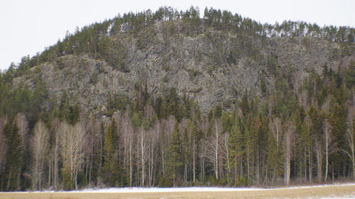 Panoramic shot of trees on field against sky