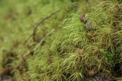 Full frame shot of fresh green plants