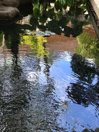 Reflection of trees in water