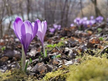 Close-up of purple crocus flowers on field