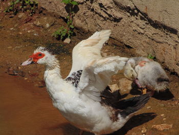 High angle view of birds on land
