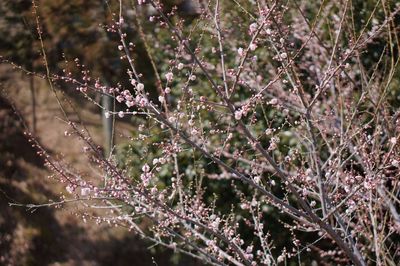 Close-up of flowers