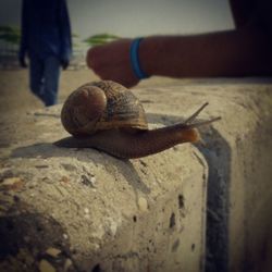 Close-up of snail