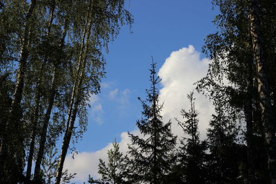 Low angle view of trees against blue sky