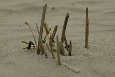 Driftwood on sand at beach