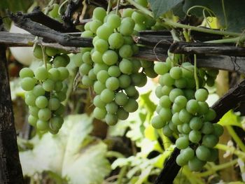 Close-up of grapes