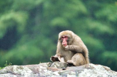 Monkey on rock