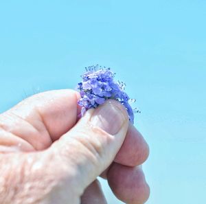 Close-up of hand holding purple flower against blue sky