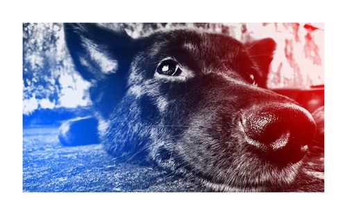 Close-up portrait of dog against sky