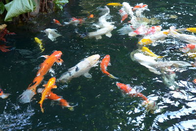 High angle view of koi carps swimming in lake