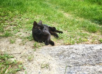 View of an animal on field