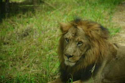 Lion relaxing on grass