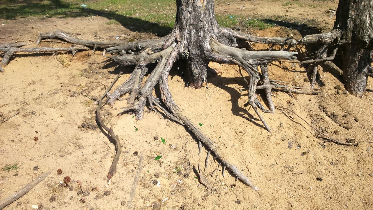 tree trunk, high angle view, nature, tree, dry, root, sand, field, day, dirt, outdoors, no people, forest, leaf, sunlight, textured, dead plant, wood - material, branch, tranquility