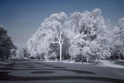 View of trees in city at night