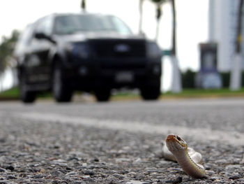 Close-up of crab on road